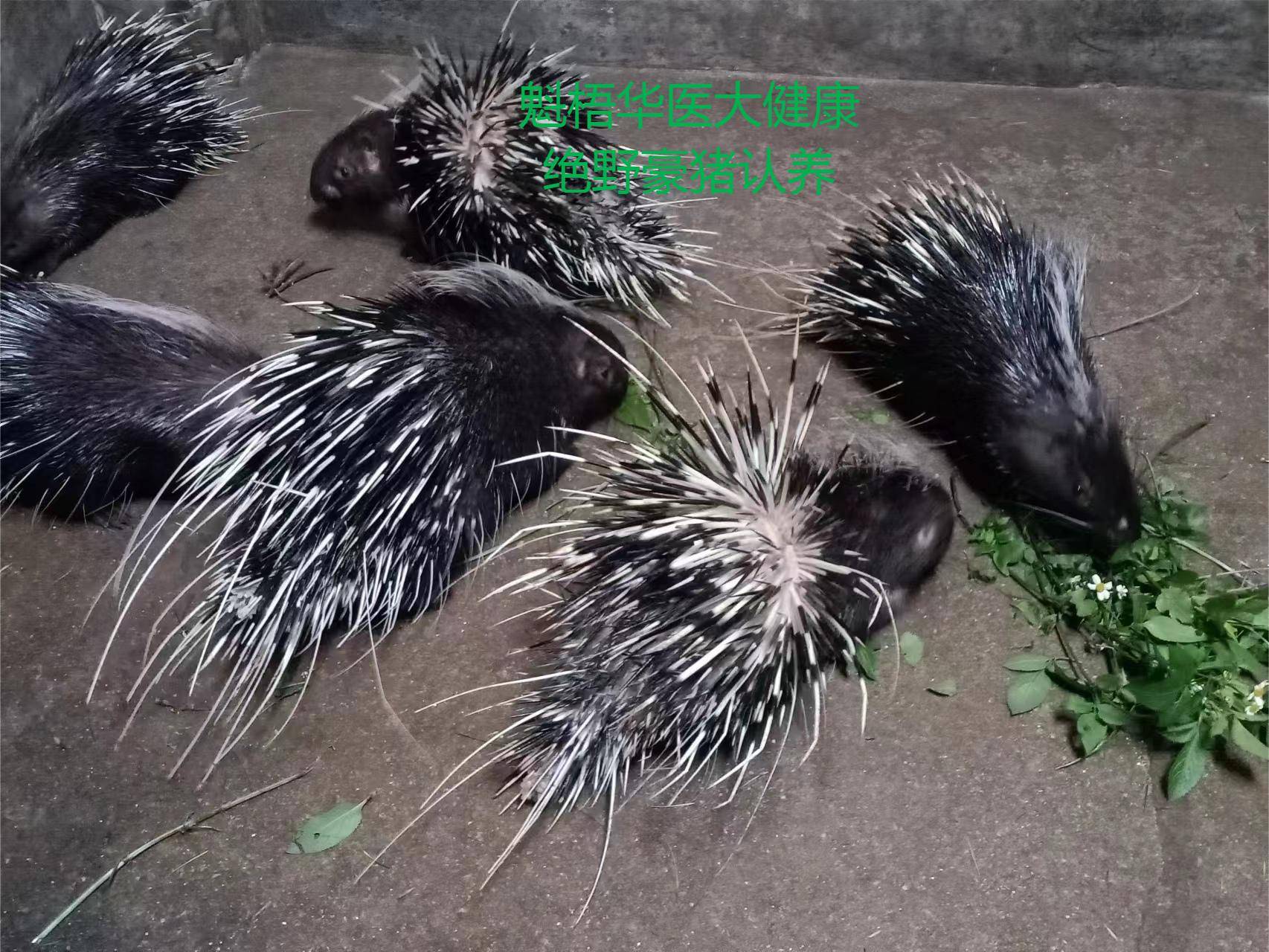 最新豪猪回收商家方法分析(最方便真实的改则豪猪卖去什么地方方法)